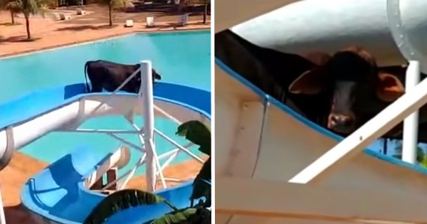 vache coincée toboggan