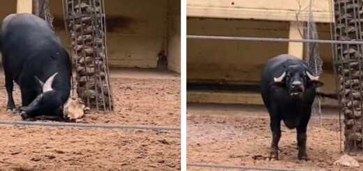 buffle aide une tortue