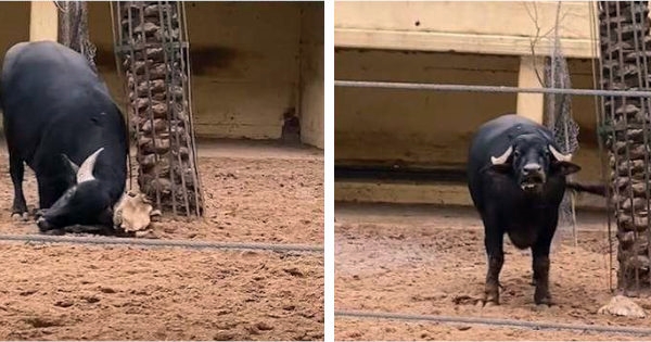 buffle aide une tortue