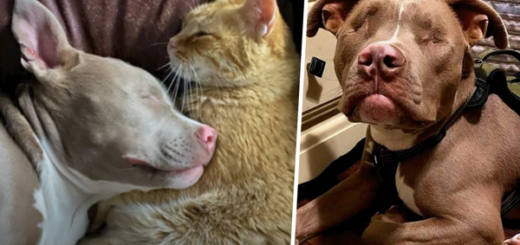 chat et chien aveugle