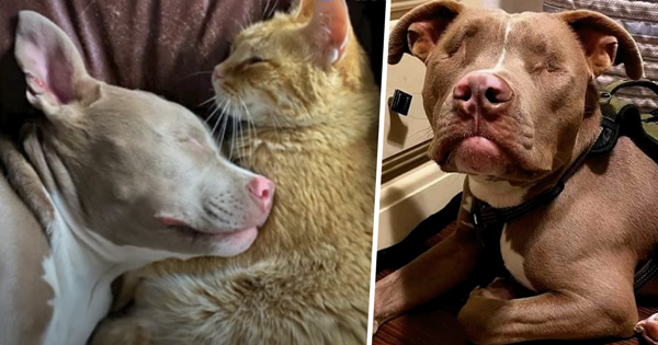chat et chien aveugle