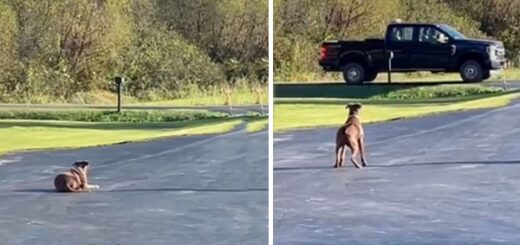 chien attend maître