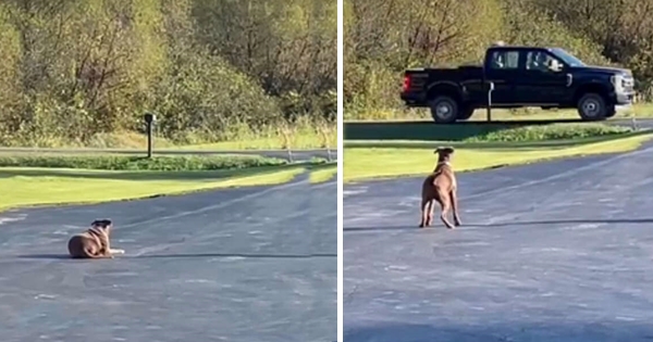 chien attend maître