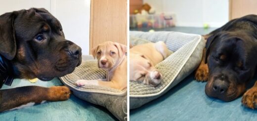 chien aveugle adopte chiots
