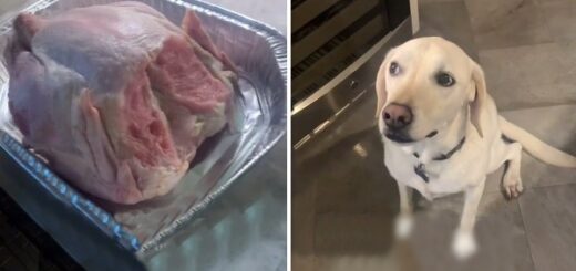 chien mange dinde congelée