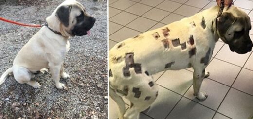 chien piqures d'insectes