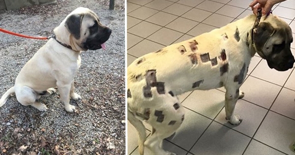 chien piqures d'insectes