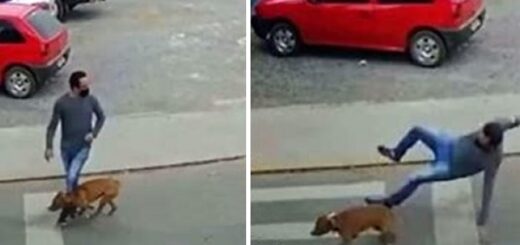 chien renverse un homme