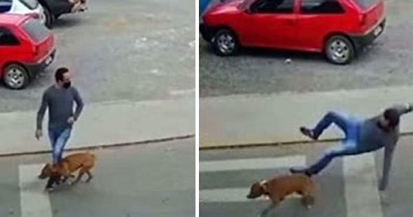 chien renverse un homme