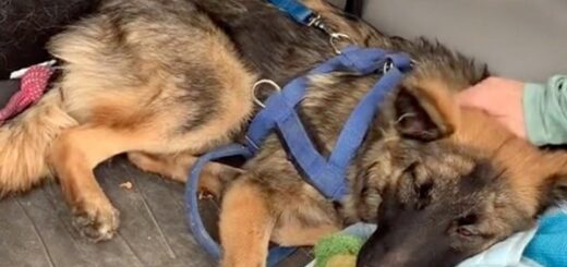 chien sauvé euthanasie