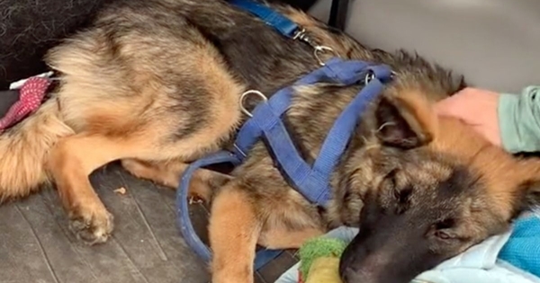 chien sauvé euthanasie