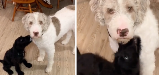 chien surpris adoption chiot