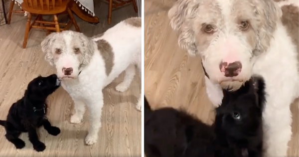 chien surpris adoption chiot