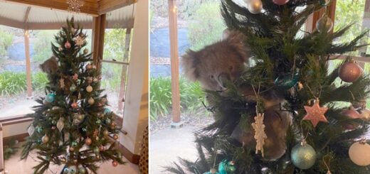 koala sapin Noël
