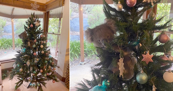 koala sapin Noël