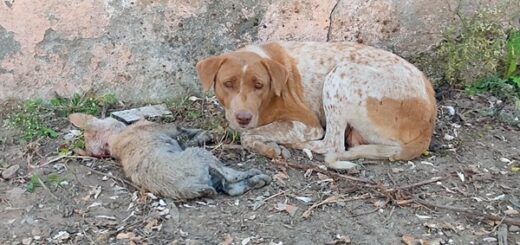 maman chien chiot sans défense