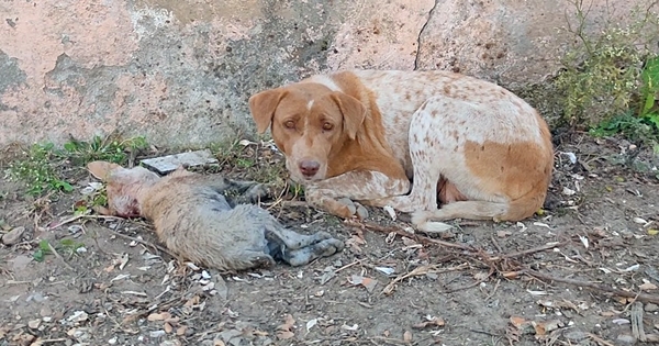 maman chien chiot sans défense