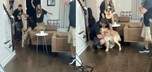 surprise anniversaire chien