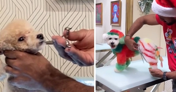 toiletteur chien Noël