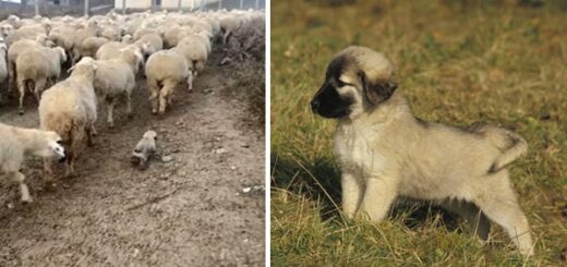 Berger d'Anatolie troupeau moutons