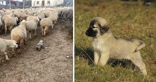 Berger d'Anatolie troupeau moutons