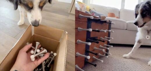 chien buttées de porte