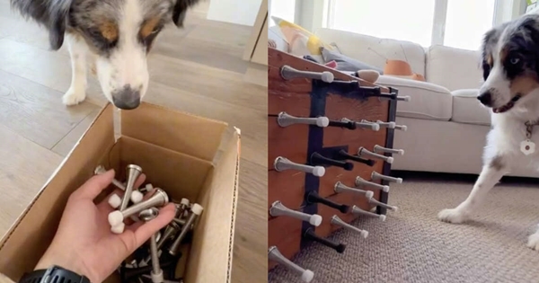 chien buttées de porte