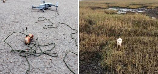 chien drones saucisses