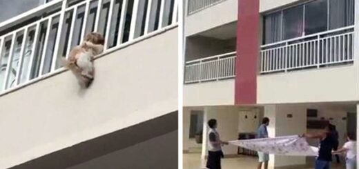 chien feux d'artifice