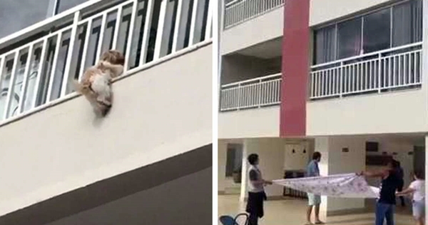 chien feux d'artifice