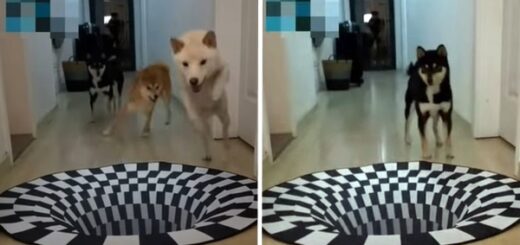 chien illusion optique