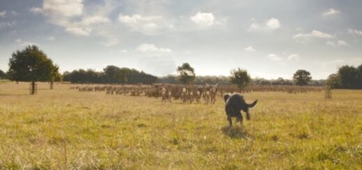 chien poursuit troupeau cerf