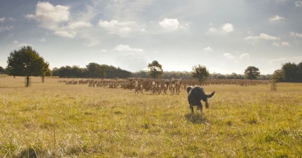 chien poursuit troupeau cerf