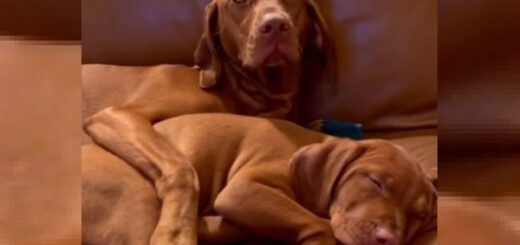 chien rencontre une version miniature