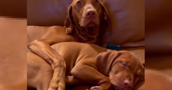 chien rencontre une version miniature