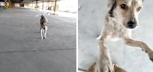 chien retrouvailles larmes