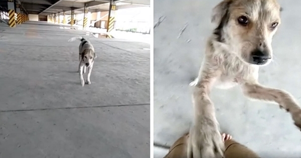 chien retrouvailles larmes