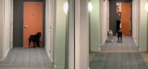 chien rituel appartement