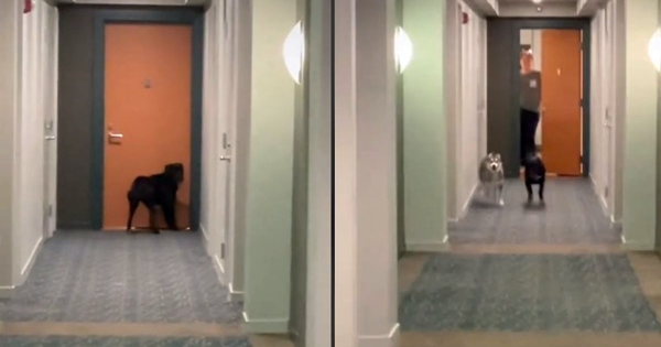 chien rituel appartement