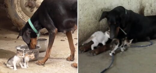 doberman adopte chatons