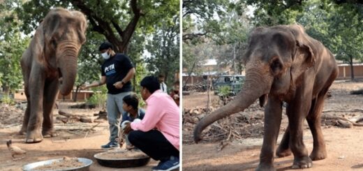 éléphant sauvetage