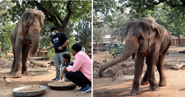 éléphant sauvetage