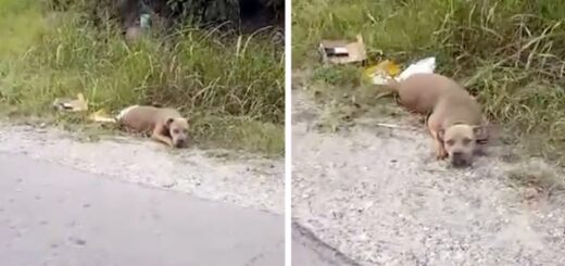 femme sauve chien route