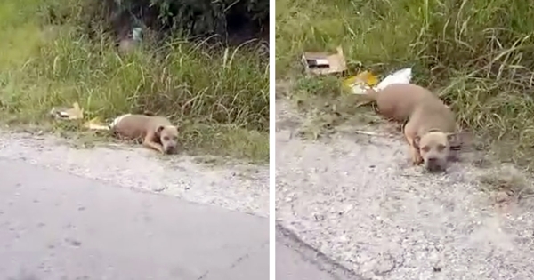 femme sauve chien route