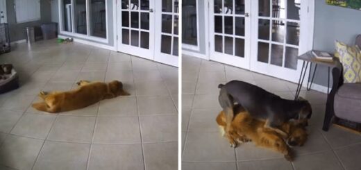 golden retriever crise d'épilepsie