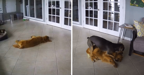 golden retriever crise d'épilepsie