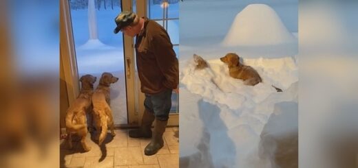 golden retriever neige