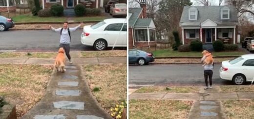 golden retriever saute toujours dans les bras