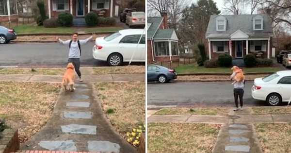 golden retriever saute toujours dans les bras