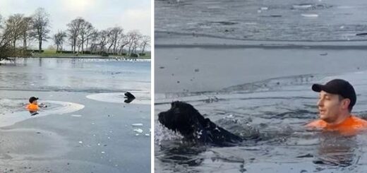 homme lac gelé sauver chien